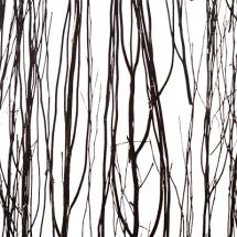 thicket raven